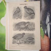 Голенастыя птицы 1. 2. Энциклопедическая гравюра конец 19в. 24х16см. Спб.