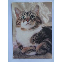 Календарик 1994 г. Кошка. (256).
