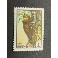 1961 СССР. Фауна СССР. Медведь