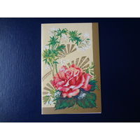 Роза, цветы.  1990 г.  двойная.