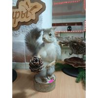 Чучело белки