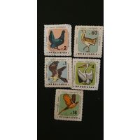 Болгария птицы 5шт