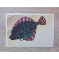 Левиновскиц 1983 чистая