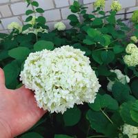 Гортензия саженец