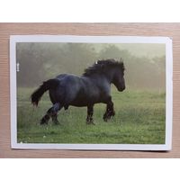 О-12. ПОДПИСАННАЯ ОТКРЫТКА. ФРАНЦИЯ. ЧЕРНЫЙ КОНЬ.