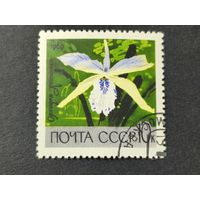 1969 СССР. Главный ботанический сад Академии наук в Москве. Орхидея "Коттлея"