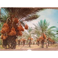 Финиковые рощи