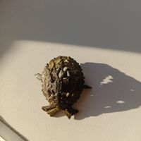 Коллекционная кокарда чиновника РИА из 2 частей венок и петлица позолота в патине