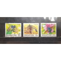Сингапур. Фауна. Насекомые. Пчёлы, осы (1336)