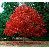 Дуб красный (Quersus Rubra) Саженец ЗКС 4 года 200 см