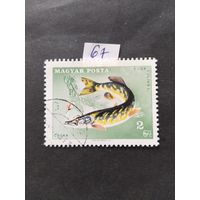 Венгрия  1967 щука