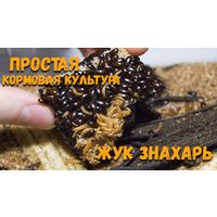 Жук- знахарь (лекарь)(Белпочта)200 шт