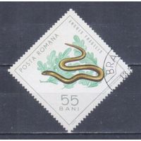 [610] Румыния 1965. Фауна.Рептилии.Веретеница. Гашеная марка.