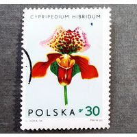 Марка Польша 1965 год Цветы