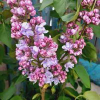 Сирень персидская с ароматом сирени саженец