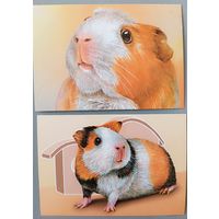 Морская свинка. Из серии "Домашние питомцы". Открытки, глянец
