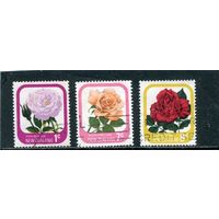 Новая Зеландия. Цветы. Розы