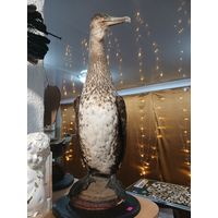 Чучело Баклан