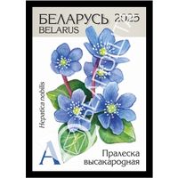 Беларусь 2025г 18-й стандартный выпуск. Пралеска высакародная (самокл. )MNH