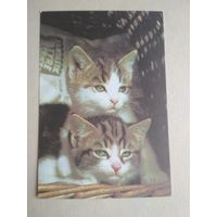 Карманный календарик.Кошки.1995 год