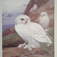 Белая сова. Литография СПБ. Энциклопедическая гравюра конец 19века 25х17см. РАСПРОДАЖА КОЛЛЕКЦИИ.