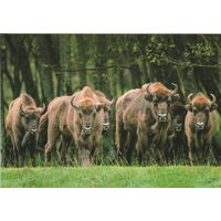 Беларусь 2023 Зубры Беловежской пущи (Дизайн Бедоник) (к5)