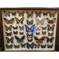 Коллекция бабочек