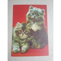 Карманный календарик.Кошки.1995 год