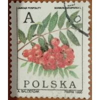 Польша 1996. Флора. Рябина