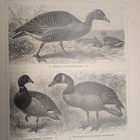 Плавающия птицы. 1. 2.  Энциклопедическая гравюра СПБ конец 19века 24х16см.