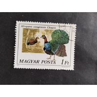 Венгрия  1977 фазан