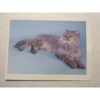 Карманный календарик. Котик. 1993 год