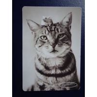 Календарик 2003 г.  Издательство "Открытое письмо".