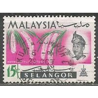 Малайские штаты(Селангор). Цветы. Орхидея Ранхостилис. 1965г. Mi#103.