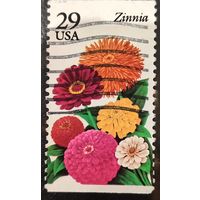 США. Флора. Цветы. Цинния