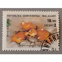 Орхидея. Мадагаскар, 1988