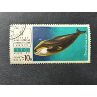 1974 СССР. 1-й Международный териологический конгресс. Гренландский кит