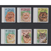 Фауна Кошки Сахара /Sahara 1999** Домашние животные