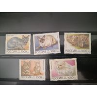 Россия 1996г. Фауна. Домашние кошки.