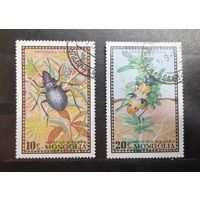 Монголия. Фауна. Жуки (203)