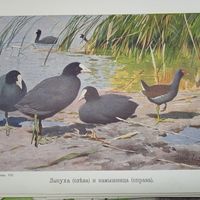 Лысуха ... Литография СПБ. Энциклопедическая гравюра конец 19века 25х17см. РАСПРОДАЖА КОЛЛЕКЦИИ.