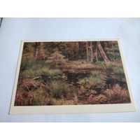 Открытка 1984г. И. Шишкин Родник в лесу.