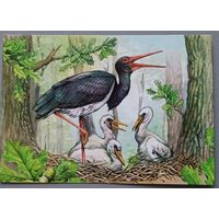 Черный аист. Открытка, глянец