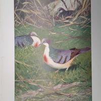 Кровавый голубь. Литография СПБ. Энциклопедическая гравюра конец 19века 25х17см. РАСПРОДАЖА КОЛЛЕКЦИИ.