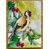 Открытка для посткроссинга "Природа России: Птицы. Европейский щегол" 11,5 х 15,8 см.