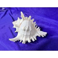 Большая редкая ракушка море с рубля
