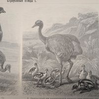 Страусовыя птицы  1.  2.    Энциклопедическая гравюра конец 19в. Спб.  24х16см.