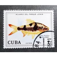 Марка Куба 1978 год Рыба