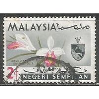Малайские штаты(Негри Самбилан). Орхидея. Герб. 1965г. Mi#80.