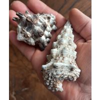 Ракушки Вазум и Церитиум.